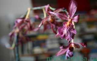 Что делать с цветоносом орхидеи после цветения
