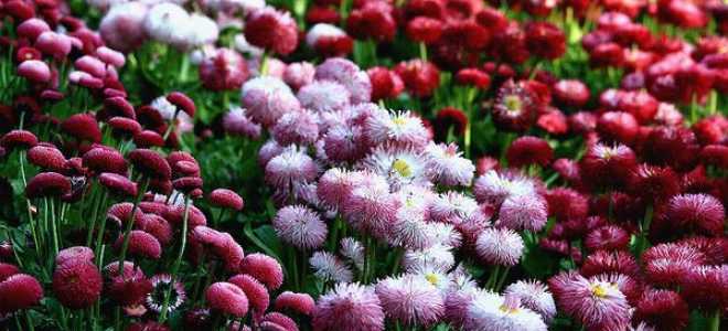 Маргаритки многолетние