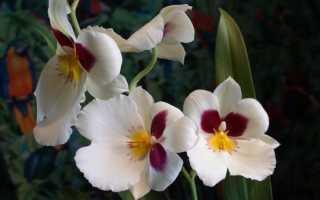 Орхидея мильтония уход в домашних условиях