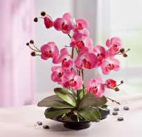 Орхидея полив и уход