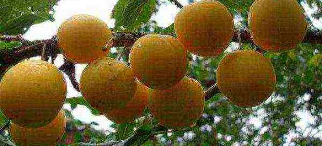 Алыча посадка и уход в средней полосе