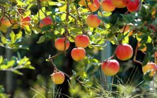 Надо ли поливать яблони осенью