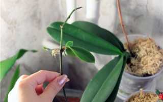 Как выглядит детка у орхидеи