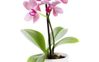 Удобрение для орхидей для цветения