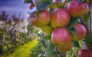 Через сколько лет плодоносит яблоня после посадки