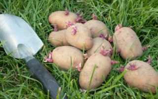 Настойка картофельных ростков на водке применение