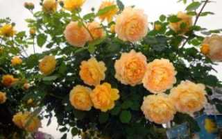Роза golden celebration