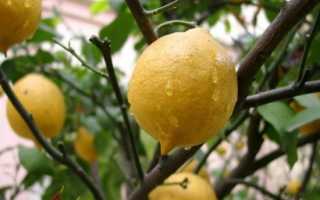 Щитовка на лимоне