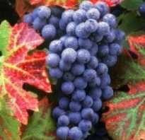 Как пересадить виноград на другое место осенью
