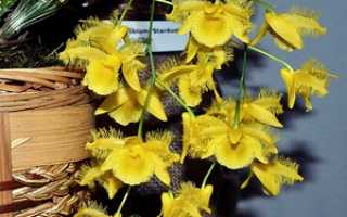 Орхидея дендробиум уход в домашних
