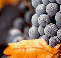 Уход за виноградом осенью в подмосковье