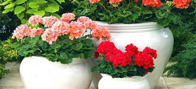 Можно ли пересаживать герань осенью