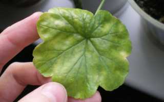 Почему у герани мелкие листья