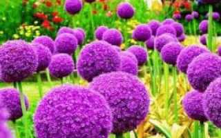 Как называются фиолетовые цветы