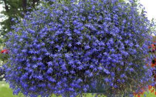 Голубой цветок полевой