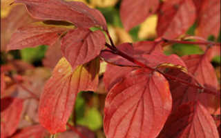 Дерен красный посадка и уход