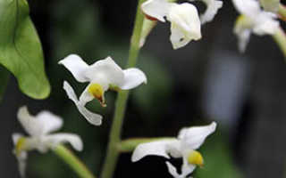 Орхидея лудизия уход в домашних условиях