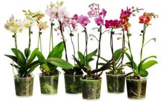 Когда можно пересаживать орхидею