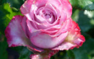 Плетистые розы на урале выращивание