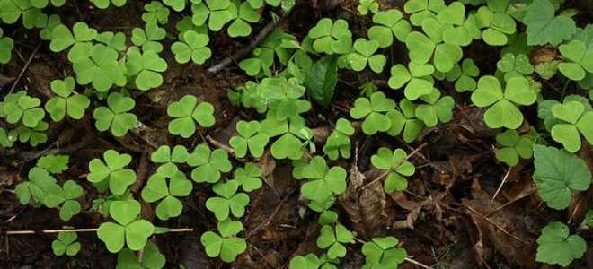 Трава заячья капуста