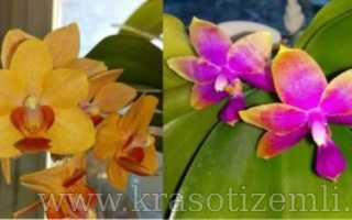 Цветение орхидеи фаленопсис в домашних условиях