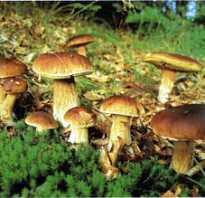 Какие грибы растут поздней осенью