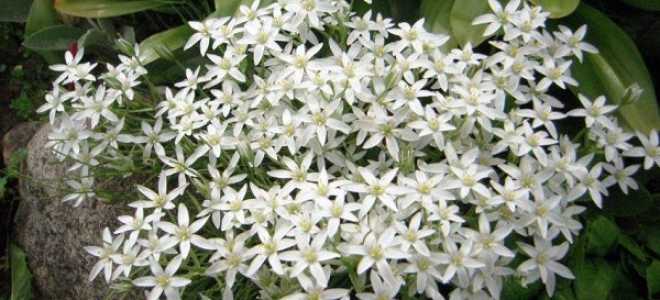 Орнитогалум посадка и уход