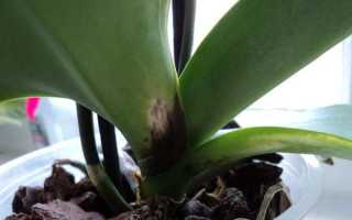 Почему чернеют кончики листьев у орхидеи