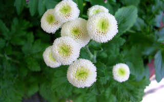 Цветок пиретрум