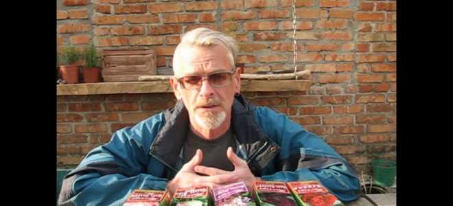 Чайно гибридные розы посадка и уход