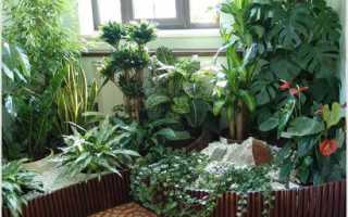 Теневыносливые комнатные растения