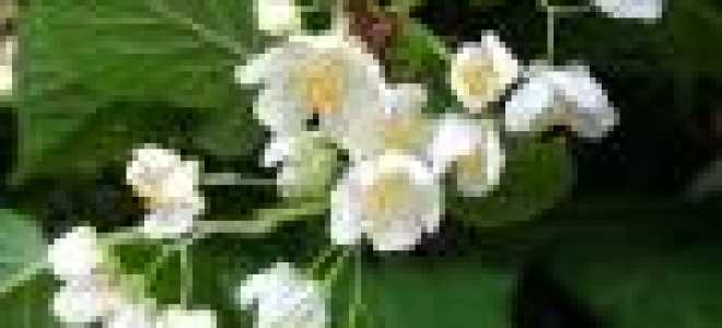 Актинидия посадка и уход в домашних условиях