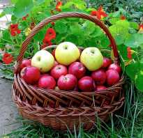 Какой сорт яблони лучше посадить в подмосковье