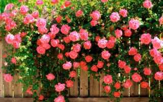 Как вырастить плетистую розу