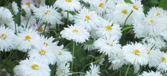 Маргаритки многолетние посадка и уход