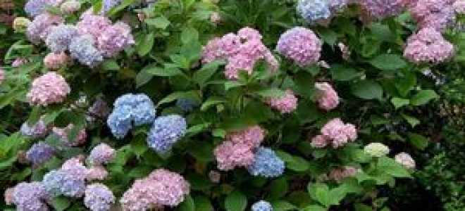 Гортензия хамелеон посадка и уход