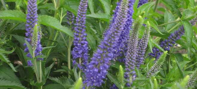 Вероника большая