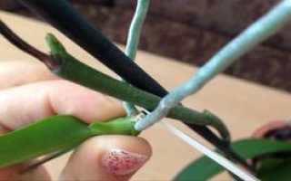 Как отсадить детку орхидеи от цветоноса