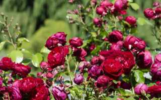 Розы флорибунда лучшие сорта