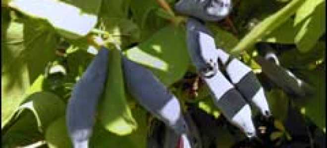 Размножение жимолости черенками осенью