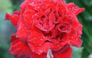 Роза стромболи флорибунда