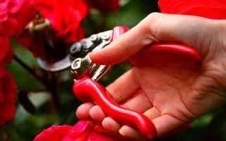 Как обрезать китайскую розу