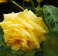 Роза чайно гибридная желтая