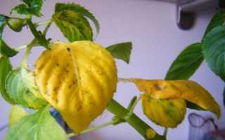 Почему у бальзамина желтеют листья и опадают